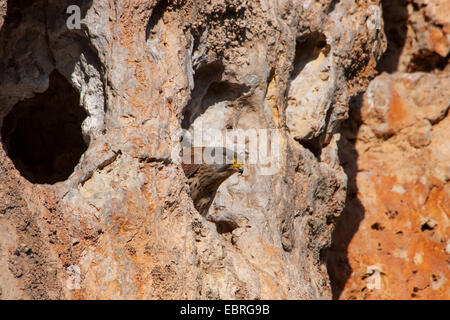 European Kestrel, Eurasian Kestrel, Old World Kestrel, Common Kestrel (Falco tinnunculus), looking out of a breeding hole in the rock, Spain, Balearen, Majorca Stock Photo