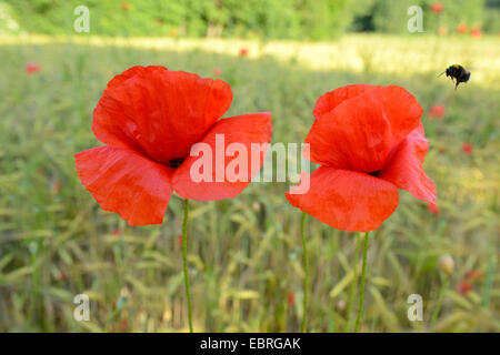 Common poppy, Corn poppy, Red poppy (Papaver rhoeas), poppy flowers in a cornfield with pollen collecting humble bee, Germany, Bavaria Stock Photo