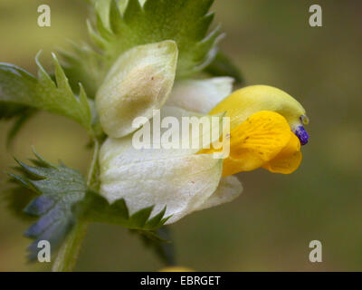 greater yellow-rattle (Rhinanthus angustifolius, Rhinanthus serotinus), flower, Germany Stock Photo