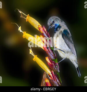 Sunbird (Cinnyris cf. venustus), drinking nectar from a flower, Uganda, Fort Portale Stock Photo