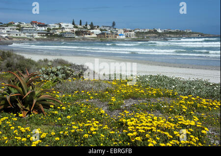 view over the bay at the town, South Africa, Western Cape, Yzerfontein Stock Photo