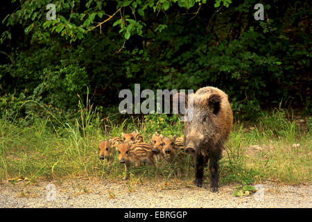 wild boar, pig, wild boar (Sus scrofa), female with shoats in early summer, Germany, Baden-Wuerttemberg Stock Photo