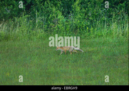 red fox (Vulpes vulpes), on a meadow in spring, Germany, Bavaria, Oberpfalz Stock Photo