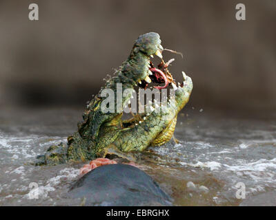 Nile crocodile (Crocodylus niloticus), eating a gnu in the Mara River, lateral portrait, Kenya, Masai Mara National Park Stock Photo