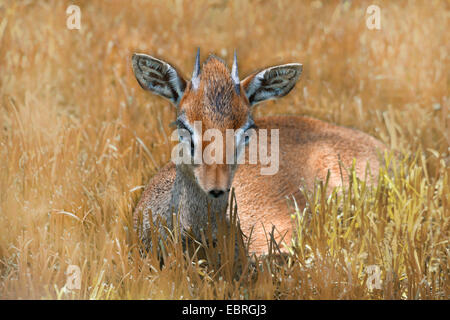 Kirk's dikdik, Kirk's dik-dik, Damara dik-dik (Madoqua kirkii), lying in the grass, Tanzania Stock Photo