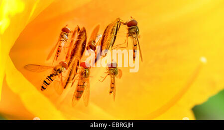 Marmalade hoverfly (Episyrphus balteatus), group of hverflies in a lily flower, Germany Stock Photo
