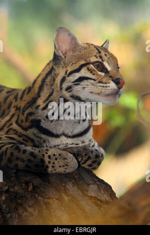 Ocelot, Dwarf leopard (Felis pardalis, Leopardus pardalis), portrait, lying on a stem Stock Photo