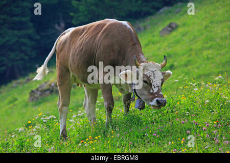 domestic cattle (Bos primigenius f. taurus), Swiss cow on pasture, Switzerland Stock Photo