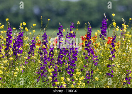 Doubtful knight's-spur, Larkspur, Annual Delphinium (Consolida ajacis, Delphinium ajacis), flowering meadow with Consolida ambigua, Bulgaria Stock Photo