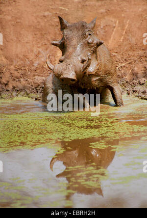 common warthog, savanna warthog (Phacochoerus africanus), at a water hole, Kenya Stock Photo