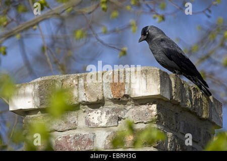 jackdaw (Corvus monedula), on a chimney, Belgium, East Flanders Stock Photo