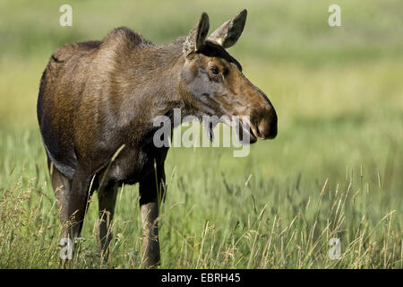 moose, elk (Alces alces), Grazing adult, USA, Colorado, Rocky Mountain National Park Stock Photo