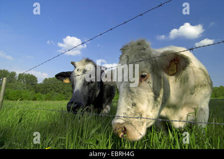 domestic cattle (Bos primigenius f. taurus), two cows standing in a meadow near a barbed wire fence , Belgium Stock Photo