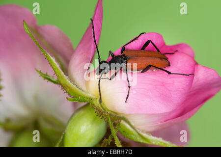 Blood red longhorn beetle, Blood-red longhorn beetle (Anastrangalia sanguinolenta, Leptura sanguinolenta), female on a rose flower, Germany