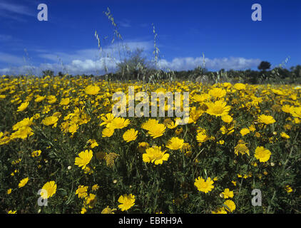 Crown Daisy, Garland Chrysanthemum (Chrysanthemum coronarium), flowering, Spain, Balearen, Majorca Stock Photo