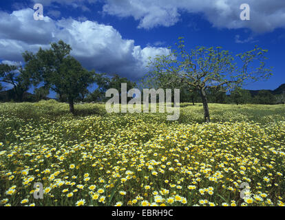 Crown Daisy, Garland Chrysanthemum (Chrysanthemum coronarium var. discolor), flower meadow with olive trees, Spain, Balearen, Majorca Stock Photo