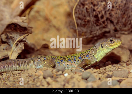 Ocellated Lizard (Timon lepidus) Stock Photo