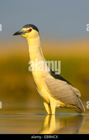 black-crowned night heron (Nycticorax nycticorax), adult in morning light, Hungary Stock Photo