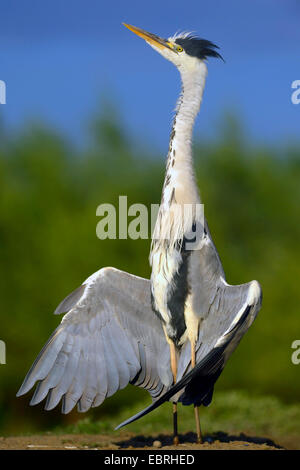 grey heron (Ardea cinerea), sunbathing, Hungary Stock Photo