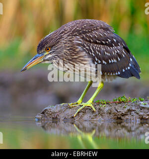 black-crowned night heron (Nycticorax nycticorax), young bird lurking for prey, Hungary Stock Photo