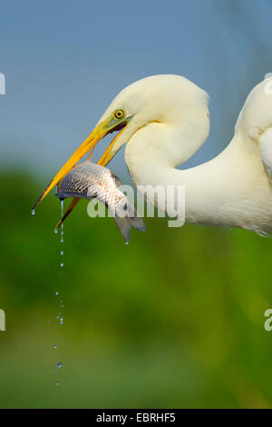 great egret, Great White Egret (Egretta alba, Casmerodius albus, Ardea alba), with caught fish in the bill, Hungary Stock Photo