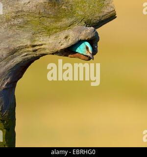 European roller (Coracias garrulus), adult looking out of the breeding cave, Hungary Stock Photo