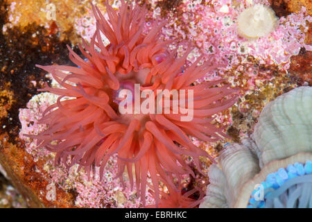 Beadlet anemone, Red sea anemone, Plum anemone, Beadlet-anemone (Actinia equina) Stock Photo