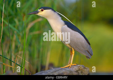 black-crowned night heron (Nycticorax nycticorax), stands on an old tree trunk in the water, Hungary Stock Photo