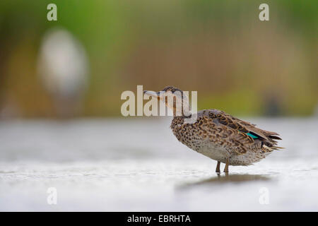 green-winged teal (Anas crecca), male molting from youth plumage to adult plumage, Hungary Stock Photo