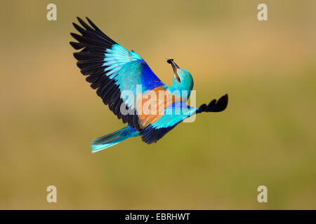 European roller (Coracias garrulus), male flying with prey in the bill, Hungary Stock Photo