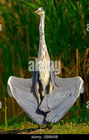 grey heron (Ardea cinerea), sunbathing, Hungary Stock Photo