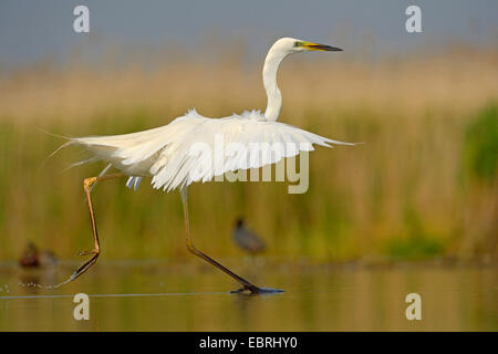 great egret, Great White Egret (Egretta alba, Casmerodius albus, Ardea alba), starting from a lake, Hungary Stock Photo