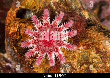 Common sun star, Spiny sun star, Spiny sunstar (Crossaster papposus, Solaster papposus) Stock Photo