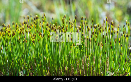 Deergrass, Deer's hair (Trichophorum cespitosum), blooming, Germany, Bavaria, Oberbayern- Stock Photo