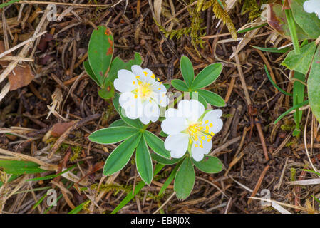 White Cinquefoil (Potentilla alba), blooming, Germany, Bavaria, Oberbayern, Upper Bavaria Stock Photo