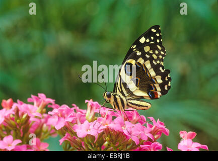 Citrus Swallowtail (Papilio demodocus), sitting on pink flowers Stock Photo