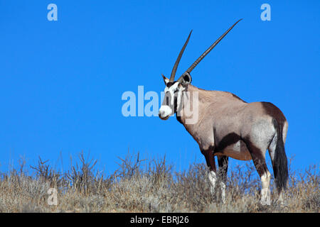 gemsbock, beisa (Oryx gazella), stands on a mountain ridge, South Africa, Kgalagadi Transfrontier National Park Stock Photo