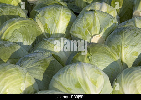 White cabbage (Brassica oleracea var. capitata f. alba), harvest of white cabbage, Belgium, East Flanders Stock Photo