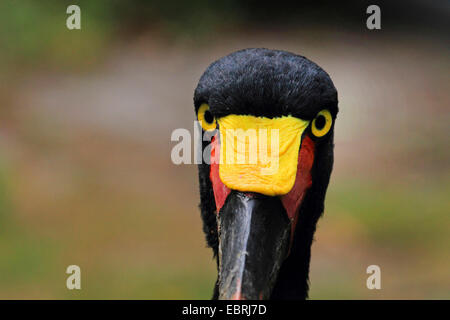 saddle-bill stork (Ephippiorhynchus senegalensis), portrait Stock Photo