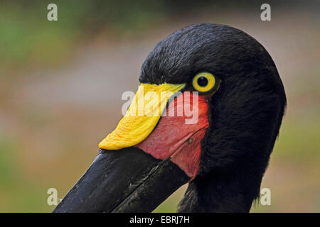 saddle-bill stork (Ephippiorhynchus senegalensis), portrait Stock Photo