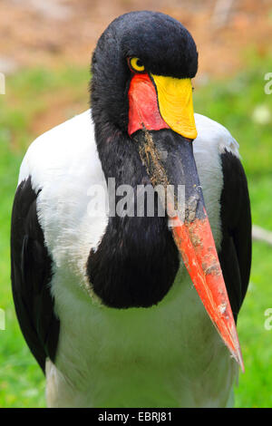 saddle-bill stork (Ephippiorhynchus senegalensis), portrait Stock Photo