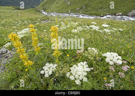 yellow gentian (Gentiana lutea), blooming in Alpine meadow, France, Savoie, Vanoise National Park Stock Photo