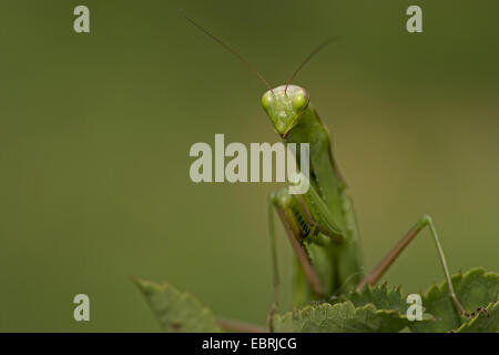 European preying mantis (Mantis religiosa), front view, close-up, France Stock Photo