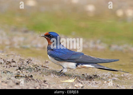 barn swallow (Hirundo rustica), sits next to a puddle, Bulgaria, Durankulak Stock Photo