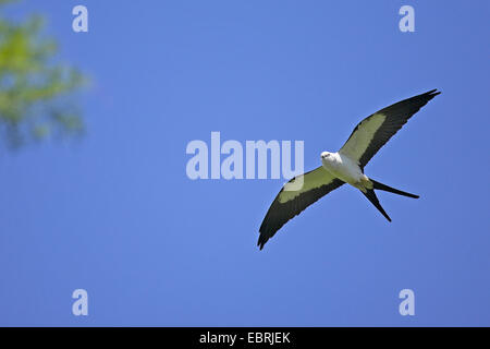 swallow-tailed kite (Elanoides forficatus), in flight, USA, Florida, Corkscrew Swamp Stock Photo