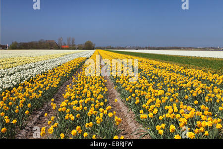 daffodil (Narcissus spec.), daffolil field, Netherlands, Julianadorp Stock Photo