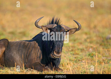 blue wildebeest, brindled gnu, white-bearded wildebeest (Connochaetes taurinus), lying, South Africa, North West Province, Pilanesberg National Park Stock Photo