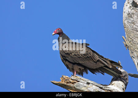 turkey vulture (Cathartes aura), on dead tree, USA, Florida, Pine Island Stock Photo