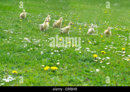 Pomeranian Goose, Ruegener Goose (Anser anser f. domestica), chicks running in a dandelion meadow Stock Photo