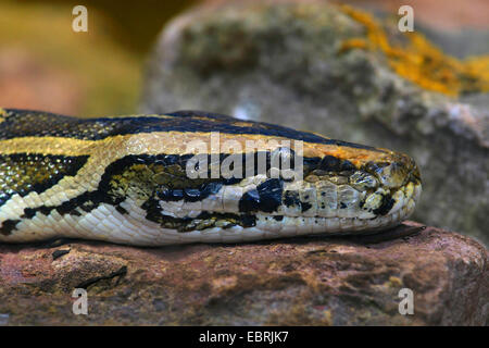 Burmese python snake. Reptile and reptiles. Amphibian and